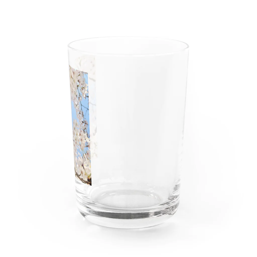 Sunshine and Skyのさくら桜 Water Glass :right