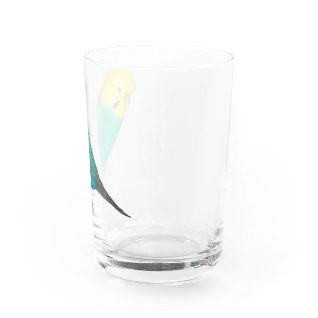 森図鑑の[森図鑑]セキセイインコレインボー Water Glass :right