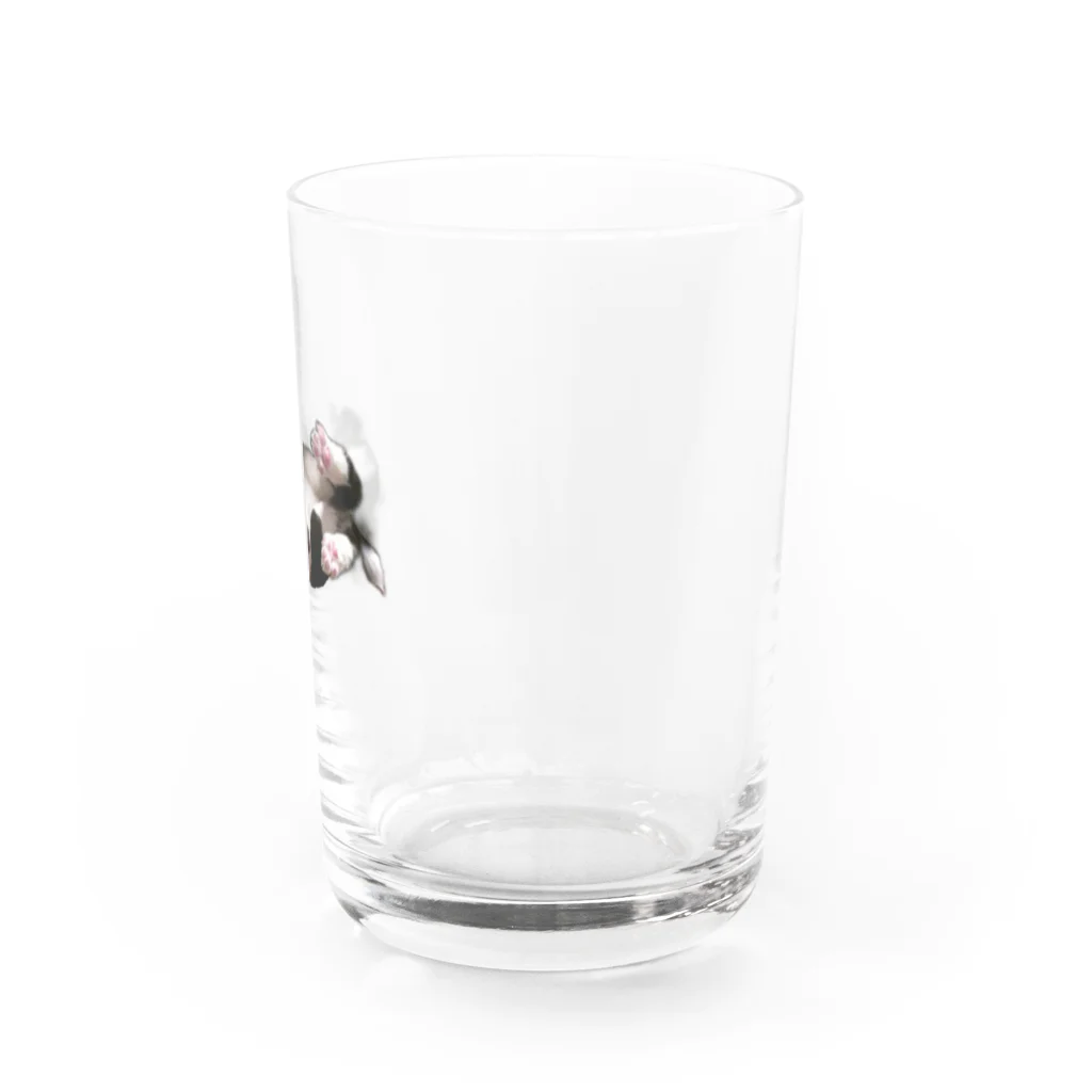 ポップコーンのボーダーコリー Water Glass :right