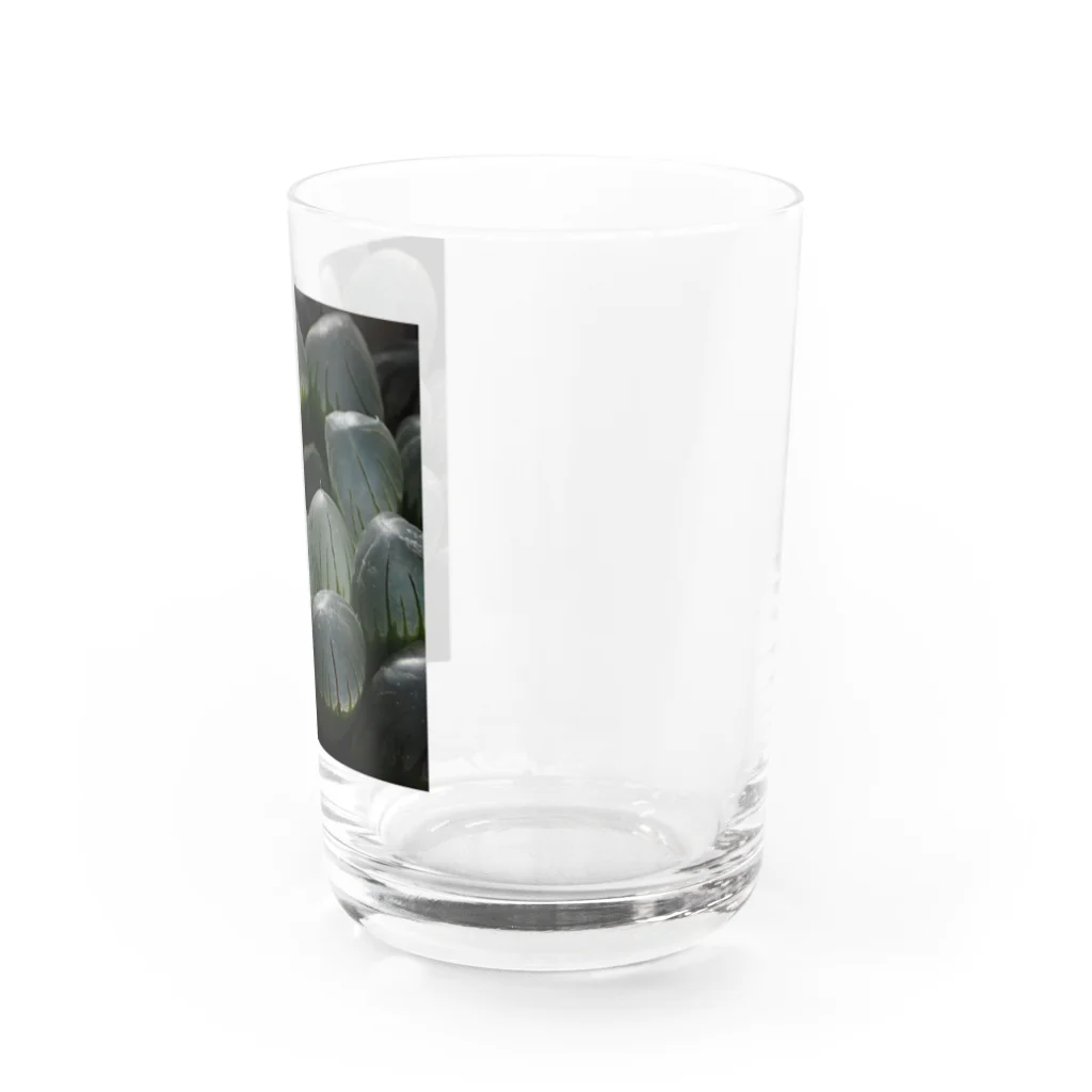 aomatuのハオルチア　オブツーサ系4「ドドソン紫オブツーサ」 Water Glass :right