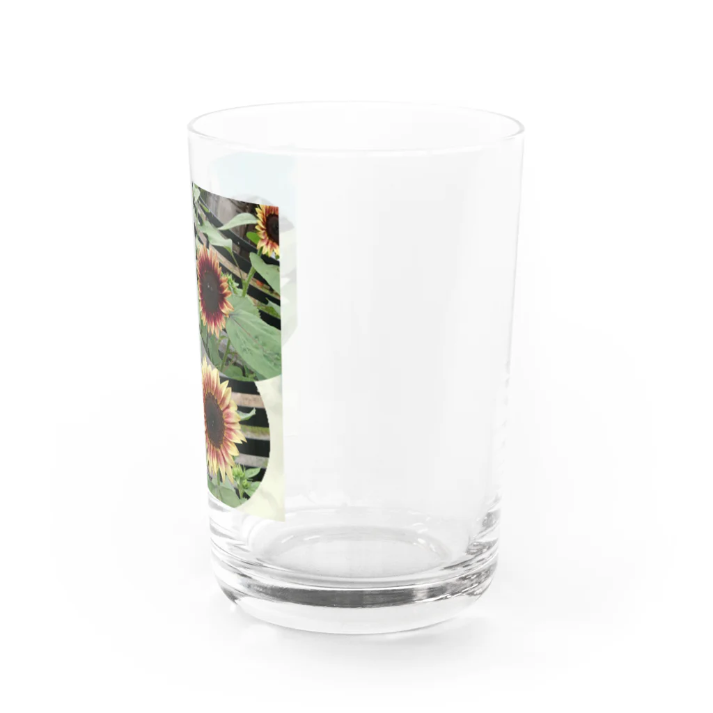 Hana123のめずらしい向日葵 Water Glass :right