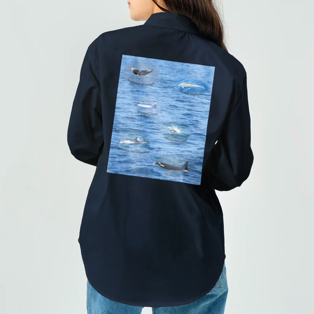 L_arctoaの船上から見た鯨類(1) ワークシャツ
