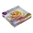 Anna’s galleryのWhite Rose Acrylic Block :placed flat