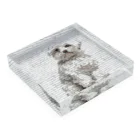 【CPPAS】Custom Pet Portrait Art Studioの マルチーズドッグ - レンガブロック背景 Acrylic Block :placed flat