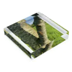 HIROMI10のニイニイゼミ Acrylic Block :placed flat