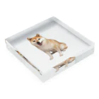azu azureの柴犬チビちゃん Acrylic Block :placed flat