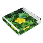 kmrのきいろいはな Acrylic Block :placed flat