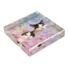🌸 モネクロ  🌸一時的に鍵かけてますのモネクロ   Acrylic Block :placed flat