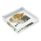 保護猫茶トラ兄弟LIFEのあずき Acrylic Block :placed flat