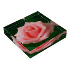 M.F.Photoのピンクのバラ アクリルブロックの平置き