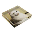 kikuchidayoのシロコマちゃん Acrylic Block :placed flat