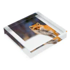 cow_cherry blossomsのNature of Hokkaido(Fox) Acrylic Block :placed flat