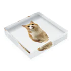 amikiの猫ちゃん Acrylic Block :placed flat