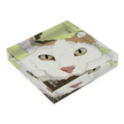 猪猫の小満　お顔アップの三毛猫 Acrylic Block :placed flat