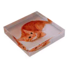 DTIの猫 Acrylic Block :placed flat