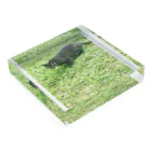 天光のねこ部屋の黒猫カカオの庭 Acrylic Block :placed flat