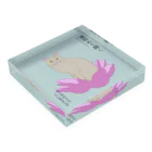 猪猫の蓮始めて開く　蓮にお座りする白猫  Acrylic Block :placed flat