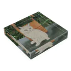 猪猫の土潤いて溽し暑し　打ち水を心待ちにする白猫 Acrylic Block :placed flat