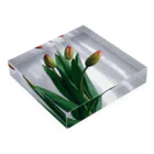 035ザッカテンのtulip Acrylic Block :placed flat