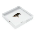 マスターPの小さい猫　ツブちゃん Acrylic Block :placed flat