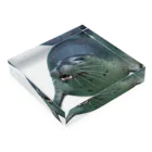 tmy_fの水族館の生き物（愛しのゴマちゃん） Acrylic Block :placed flat