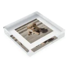 那須野グッズのかわいい仔犬のグッズ Acrylic Block :placed flat