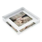 otorasannomiseのトラさんゴロリ写真グッズ Acrylic Block :placed flat