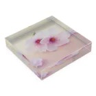 cherryblossomの桜(ピンク) Acrylic Block :placed flat