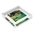 クロコダイリテンのGolfWANI Acrylic Block :placed flat