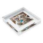 xwd28の双子の子猫 Acrylic Block :placed flat