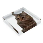 猫ミームグッズの【猫ミーム】叱られる猫 Acrylic Block :placed flat