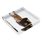 ゴマのような猫の乗ってる猫、乗られてる猫 Acrylic Block :placed flat