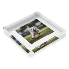 ラブラボのラブラドール・レトリーバー 白 犬 ワンちゃん 可愛い ペット 癒やし アクリルブロックの平置き