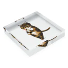 yoritomo's GALLERYのsabineko 錆猫くるくる Acrylic Block :placed flat