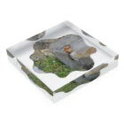 Rami's Souvenirsのたべるリス Acrylic Block :placed flat