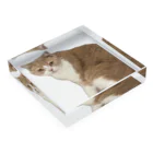 Mashlyのマシロくん猫グッズ Acrylic Block :placed flat