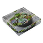 アニマルずの多肉植物 Acrylic Block :placed flat