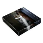 ねこ写真のみせの正面からみたねこ Acrylic Block :placed flat