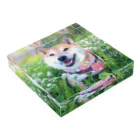 shibainu_rocoの柴犬ロコ アクリルブロックの平置き