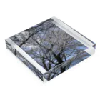 しろんぱーのさくら Acrylic Block :placed flat