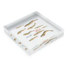 魚やの煮干しは空飛ぶ夢をみるか Acrylic Block :placed flat