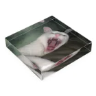 水道屋のNeko２ Acrylic Block :placed flat