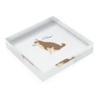 3びきのおいぬさまのshibainu momo Acrylic Block :placed flat