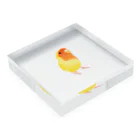 まめるりはことりのコザクラインコ　おすましルチノー【まめるりはことり】 Acrylic Block :placed flat