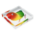 まめるりはことりのボタンインコ　おすましルリゴシボタンインコ【まめるりはことり】 Acrylic Block :placed flat