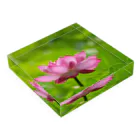 Takashi MUKAIのBlock-Photo-Lotus01 Acrylic Block :placed flat