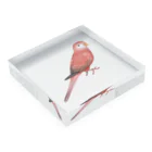 まめるりはことりのアキクサインコ　ピンク【まめるりはことり】 Acrylic Block :placed flat