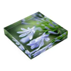 PhotoAtelier AileのAngel of Agapanthus 170702 Acrylic Block :placed flat