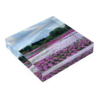 DK工房のシバザクラ（芝桜） Acrylic Block :placed flat