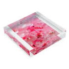 おやすみねんねのサクラのぴんく Acrylic Block :placed flat